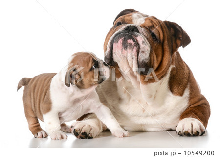adult dog and puppy 10549200