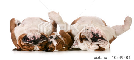 dog family dog family 10549201
