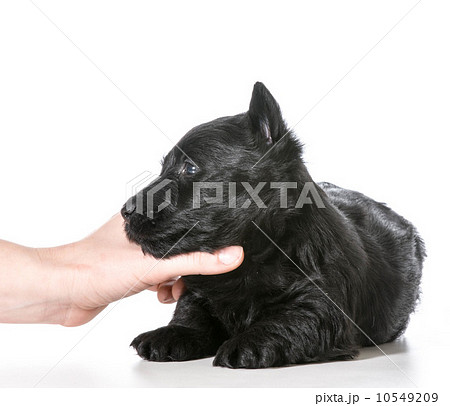 hand holding puppy hand holding puppy 10549209