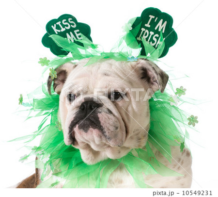 St. Patricks Day dog St. Patricks Day dog 10549231