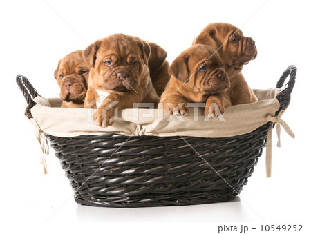 litter of puppies 10549252