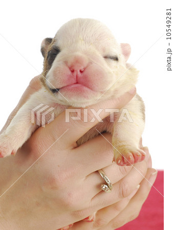 newborn puppy 10549281