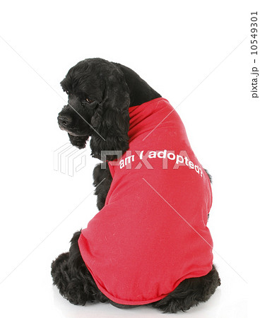 pet adoption 10549301