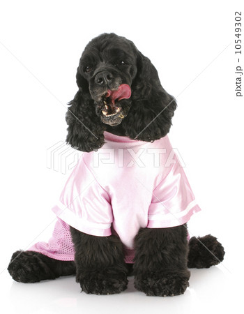 female cocker spaniel female cocker spaniel 10549302