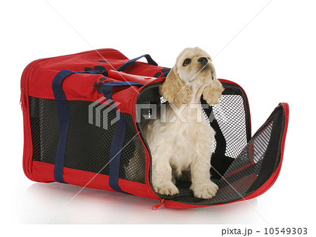 puppy in crate puppy in crate 10549303