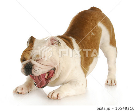 bulldog yawning 10549316
