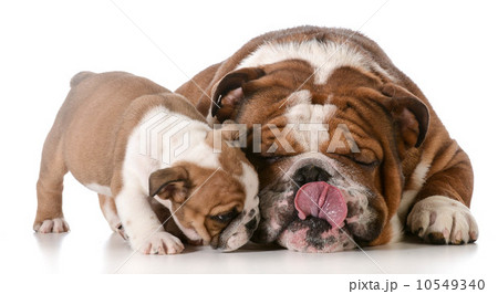 bulldog father and son bulldog father and son 10549340