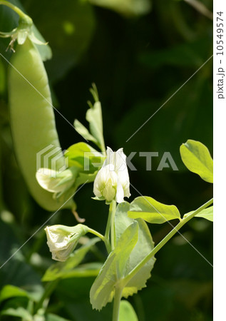 ウスイエンドウ 10549574