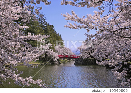 松が岬公園と桜 松が岬公園と桜 10549806