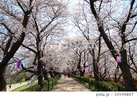 お花見 桜並木 お花見 桜並木 10549807