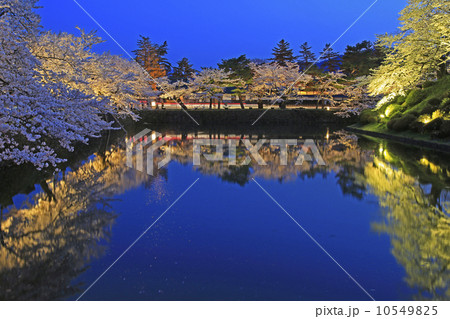 松が岬公園のライトアップ 松が岬公園のライトアップ 10549825