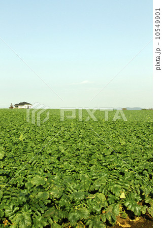 三浦半島のダイコン畑 三浦半島のダイコン畑 10549901