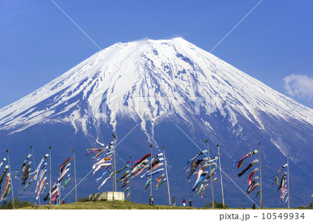 富士山と鯉のぼり（朝霧高原より アップ） 10549934