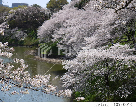 牛ヶ淵の桜 10550010