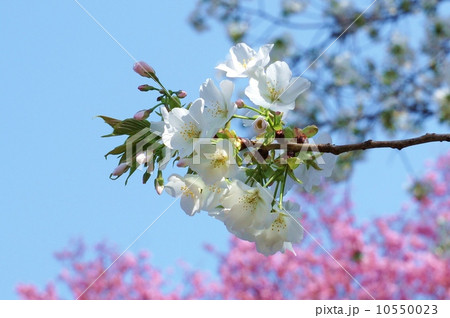 春の花 青空と陽光桜を背景に清しい大島桜の白い花 横位置の写真素材