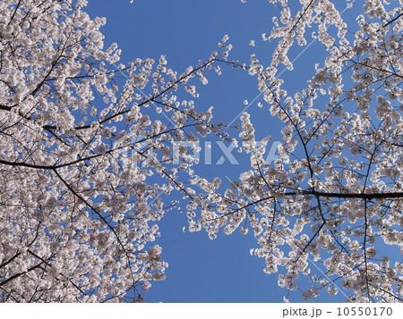 播磨坂さくら並木 播磨坂さくら並木 10550170