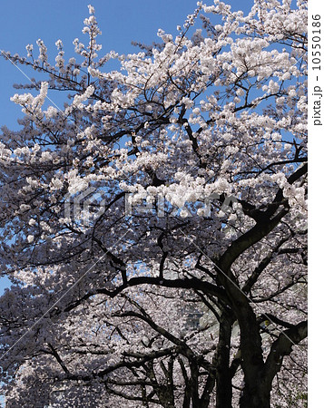 播磨坂さくら並木 10550186