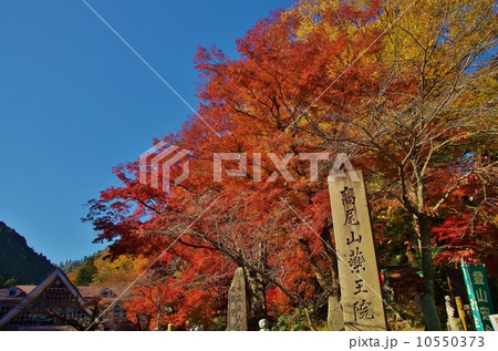 紅葉の高尾 10550373