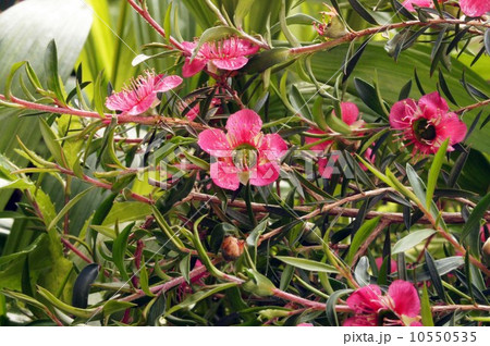 ギョリュウバイ・メリンダ 10550535