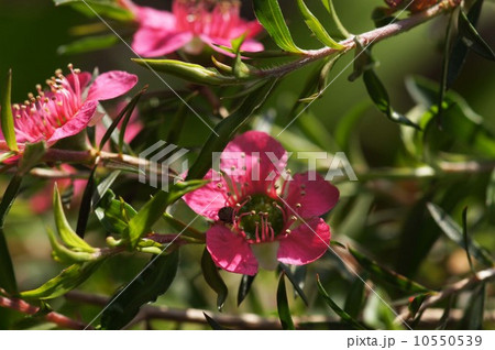 ギョリュウバイ・メリンダ 10550539