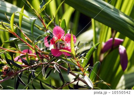 ギョリュウバイ・メリンダ 10550542