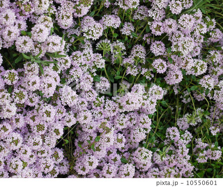 タイム タイム 10550601