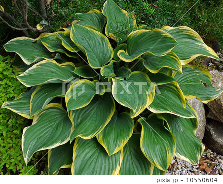 ギボウシ 10550604