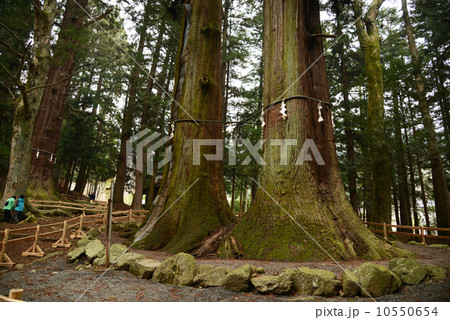 河口浅間神社 七本杉 「父母」 河口浅間神社 七本杉 「父母」 10550654