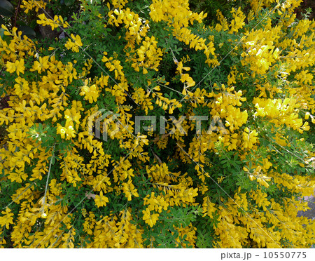 エニシダ 10550775