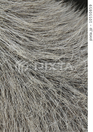 カピバラ　毛並み 10550859