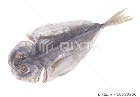 鯵の干物 鯵の干物 10550866