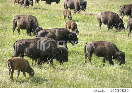 バファロー/アメリカバイソンの群れ バファロー/アメリカバイソンの群れ 10550889