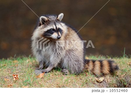 Raccoon 10552460