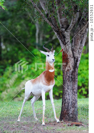 white antelope 10552631