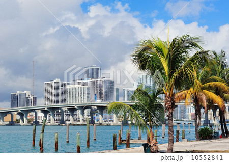 Miami city tropical view Miami city tropical view 10552841