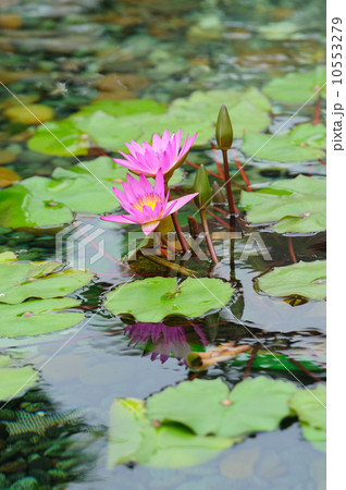Water Lily Water Lily 10553279