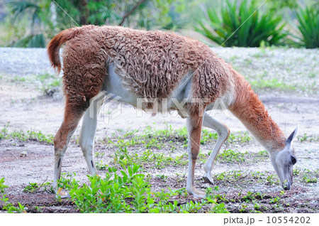 Guanaco Guanaco 10554202
