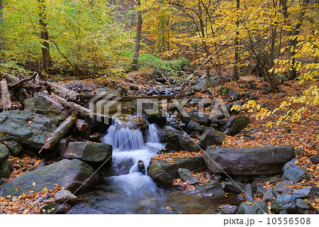 Autumn creek in forest Autumn creek in forest 10556508
