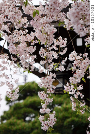 枝垂れ桜 枝垂れ桜 10557601