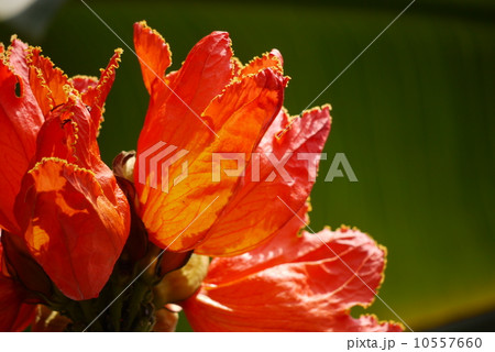 カエンボクの花 10557660