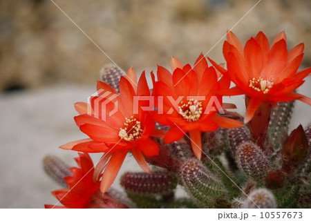 サボテン「百檀」 サボテン「百檀」 10557673