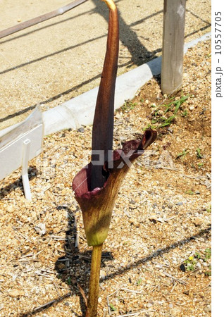 こんにゃくの花 こんにゃくの花 10557705