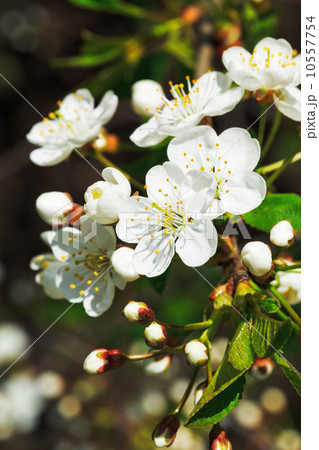 white flowers of cherry blossoms white flowers of cherry blossoms 10557754