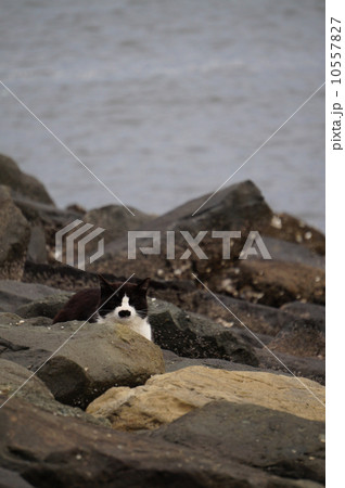 昼下がりに海辺で昼ねをする猫 昼下がりに海辺で昼ねをする猫 10557827
