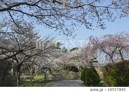日和山公園・満開の桜（宮城県） 10557895