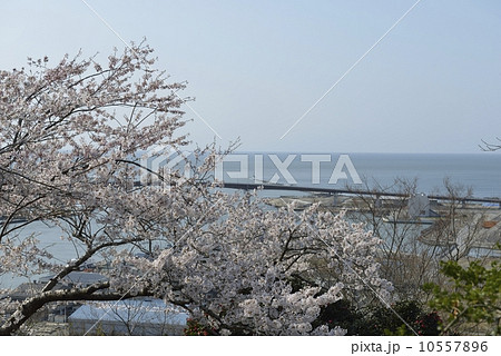 日和山公園・桜と日和大橋（宮城県） 10557896