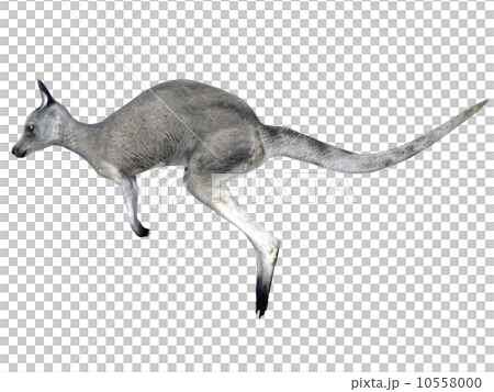 Kangaroo Kangaroo 10558000