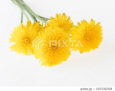 蒲公英の花束 蒲公英の花束 10558268
