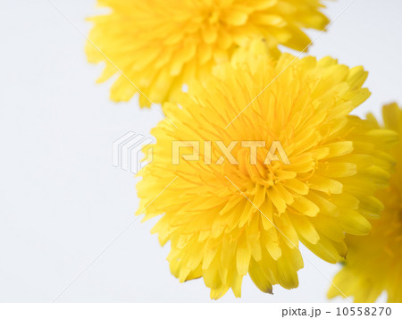 鮮やかな黄色のタンポポ 10558270