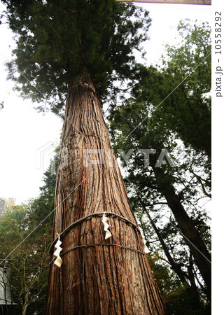 河口浅間神社 七本杉 河口浅間神社 七本杉 10558292